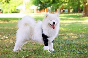 dog elbow dysplasia brace