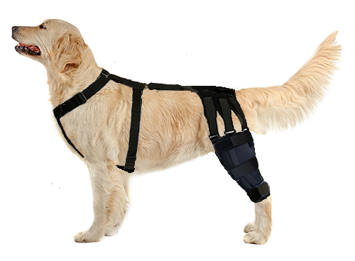 Dog Knee Brace ACL | Cruciate Dog Leg Brace for Torn ACL or CCL -  neosportslab.com